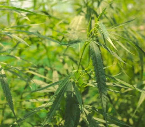 Unmasking the Danger in New Jersey: The Risks of Fentanyl-Laced Weed and Its Side Effects