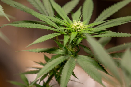 marijuana plant